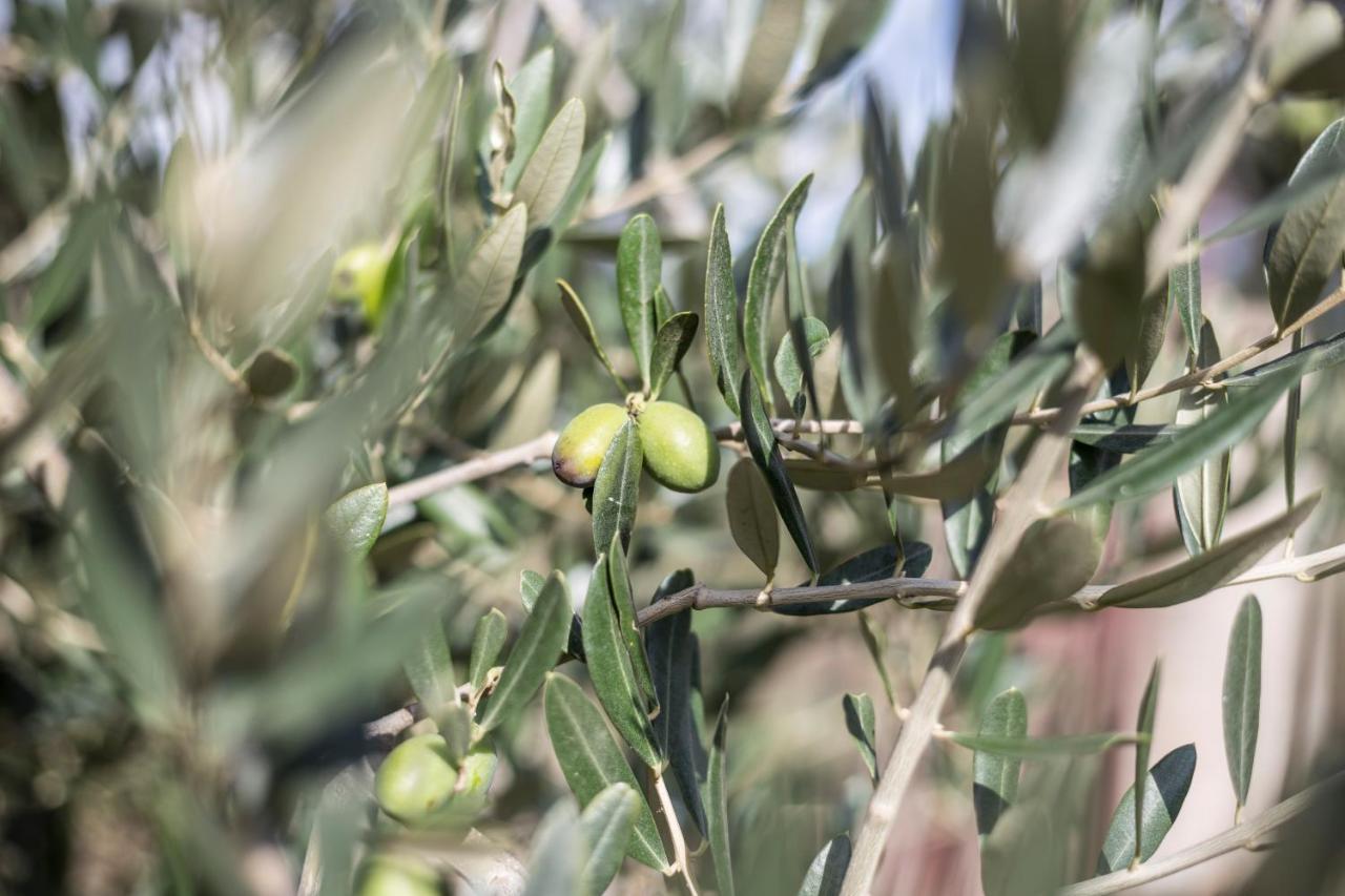 ריקאדי Gallo Fino מראה חיצוני תמונה